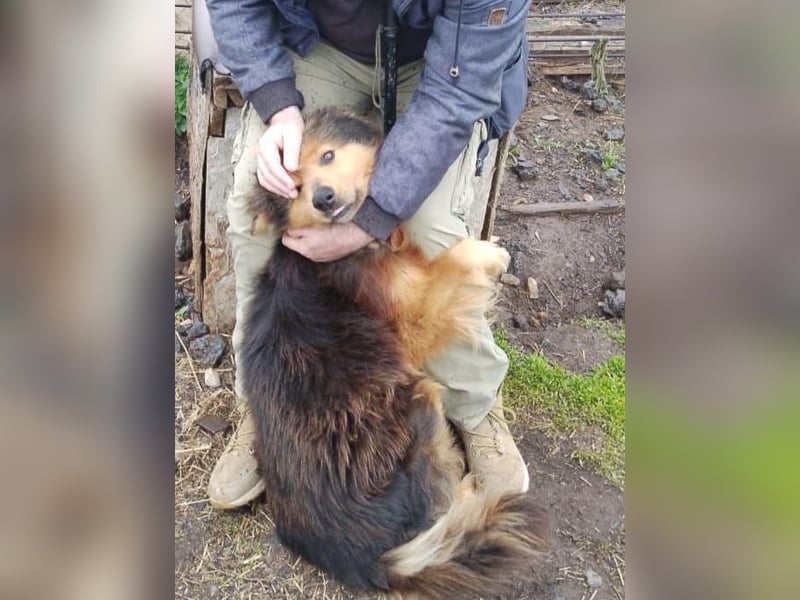 Sanfter Hundejunge Mishka in 72813 St. Johann sucht liebevolles Zuhause