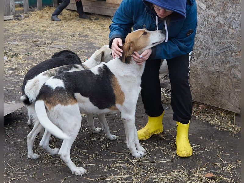 Freundlicher Baikal sucht Pflege- oder Endstelle (zu lieb für die Jagd)