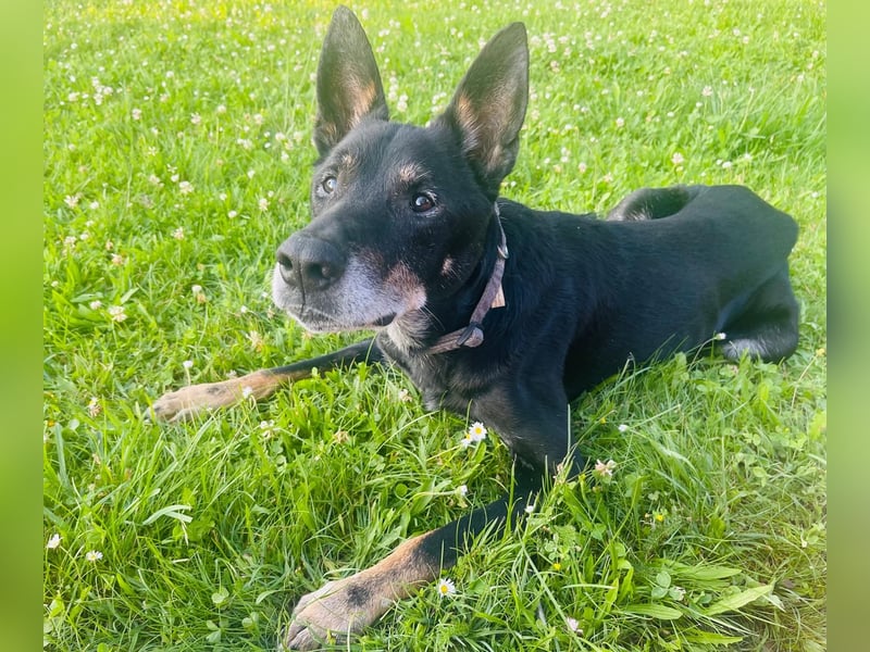 Misha ❤️ Hundeopi mit schwerem Schicksal sucht Geborgenheit