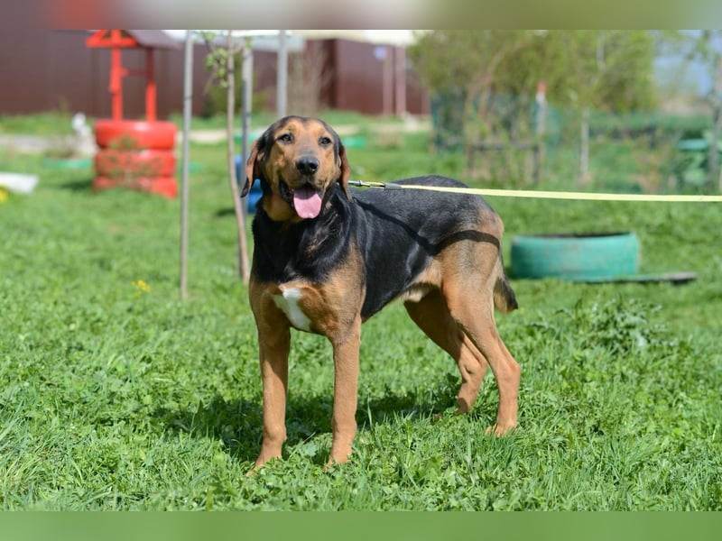Sanfter Rüde Amond❤️sucht liebevolles Zuhause