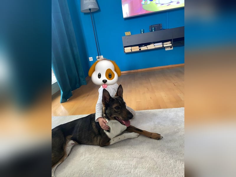 Barneby ❤️ - kleiner Pechvogel mit großem Herz sucht sein Für-immer-Zuhause