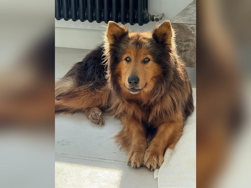 Sanfter Hundejunge Mishka in 72813 St. Johann sucht liebevolles Zuhause
