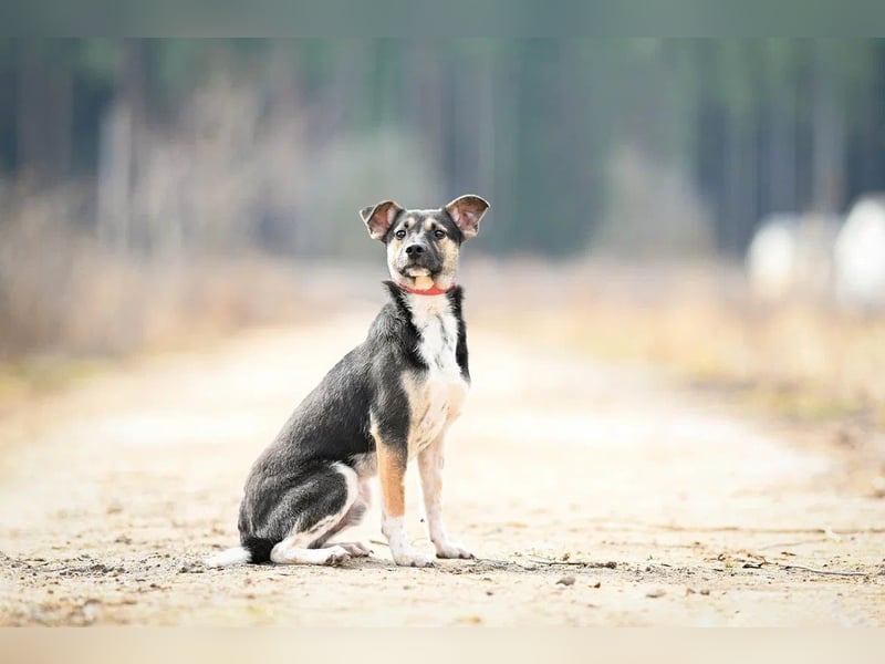 Kleiner Tierschutzhund Johnny❤️(2 J.) sucht Pflege- oder Endstelle