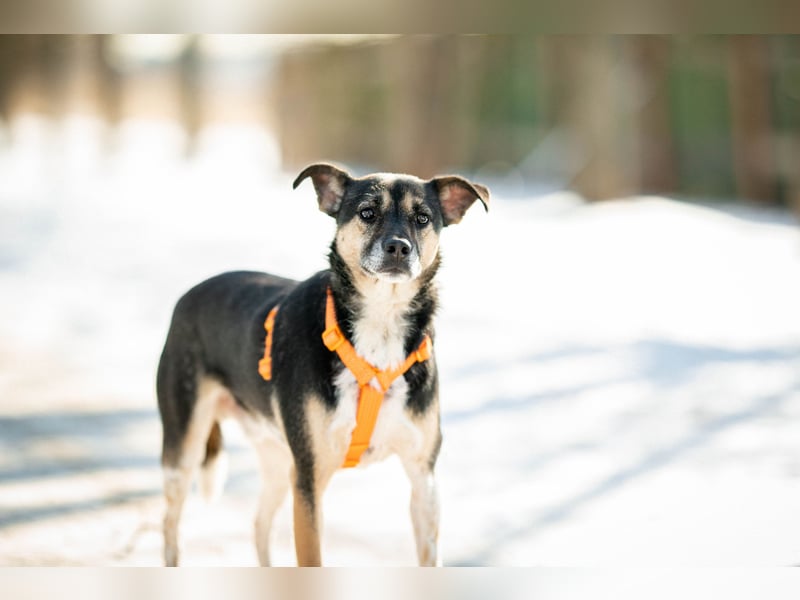 Kleiner Tierschutzhund Johnny❤️(2 J.) sucht Pflege- oder Endstelle