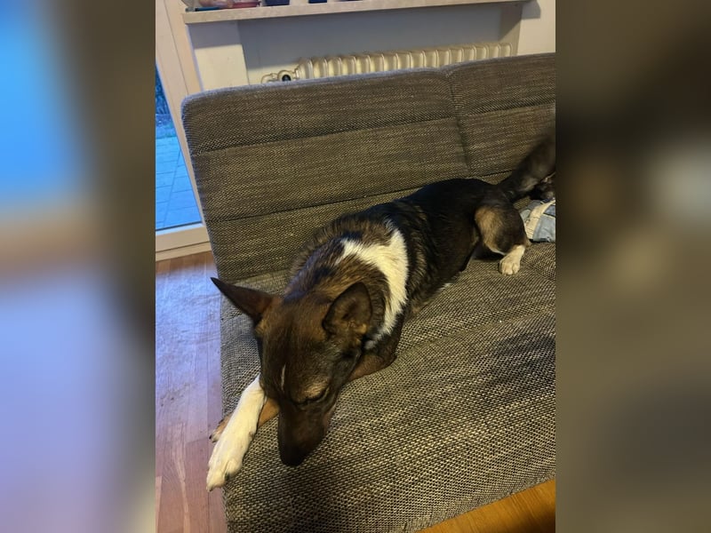 Barneby ❤️ - kleiner Pechvogel mit großem Herz sucht sein Für-immer-Zuhause