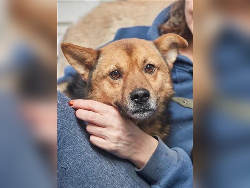 Bobby ❤️ menschenbezogenes Dreibeinchen sucht seine Menschen