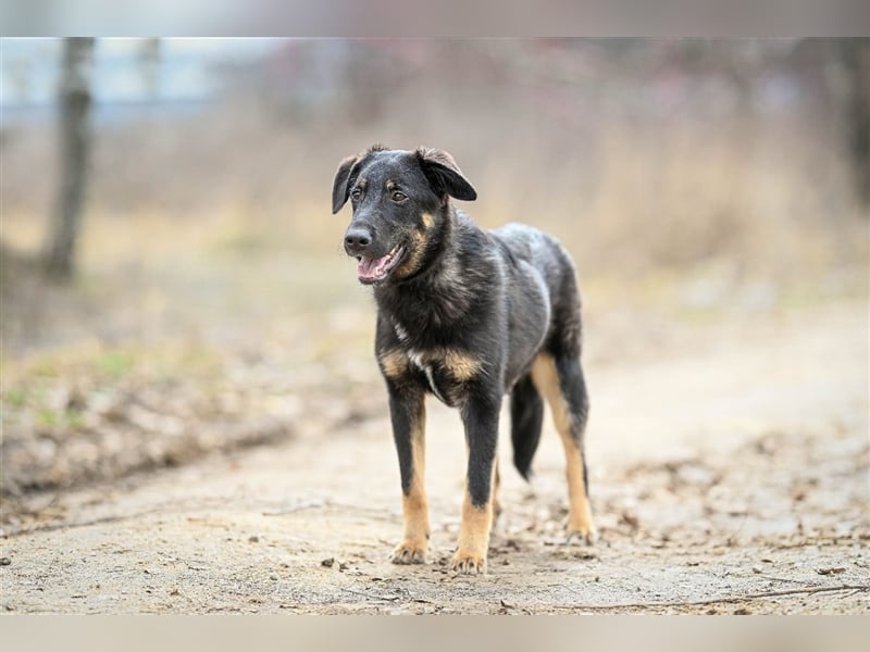 Tierheimhund Simba❤️sucht sein Zuhause