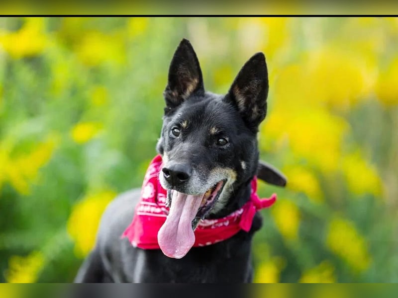 Wo darf Hundeopi Lisiao❤️seinen Lebensabend genießen?
