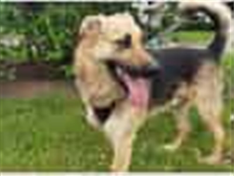 Garry❤️verschmuster Traumhund sucht seine Familie