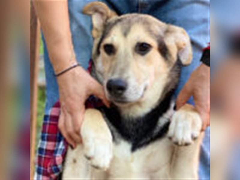 Charlie ❤️  verspielter Rüde sucht ein Zuhause