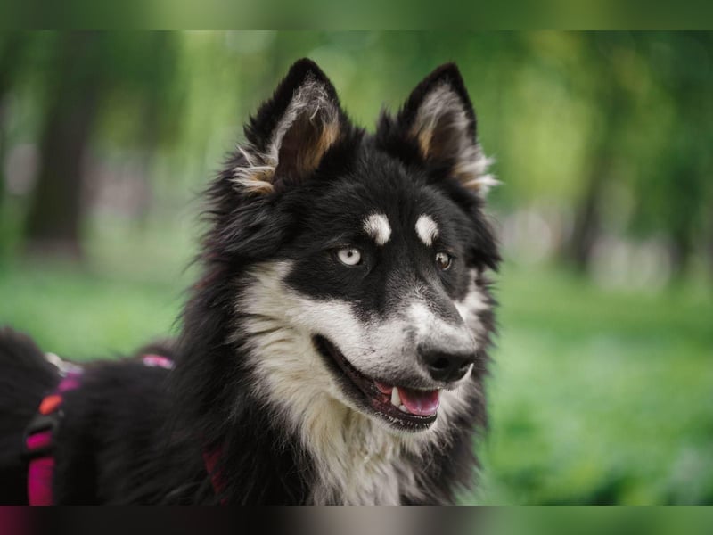 Bezaubernder Tierschutzhund Artek❤️sucht Pflege- oder Endstelle in liebevollem Zuhause