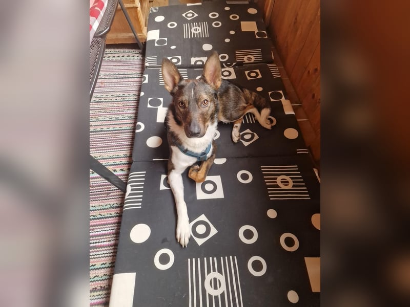 Barneby❤️befindet sich derzeit auf einer Pflegestelle in 83538 Pfaffing
