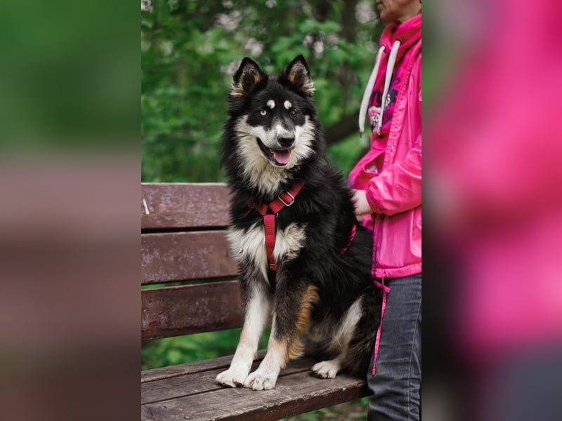 Bezaubernder Tierschutzhund Artek❤️sucht Pflege- oder Endstelle in liebevollem Zuhause