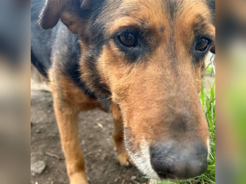 Happy End gesucht für Snickers ❤️