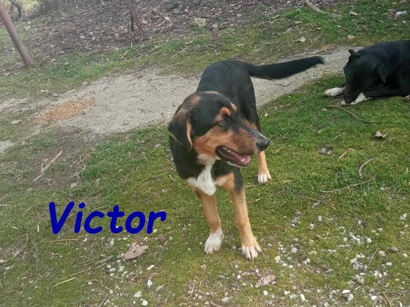 Victor 07/2023 (GRC Pflegestelle) - wunderschöner und menschenbezogener Junghund!