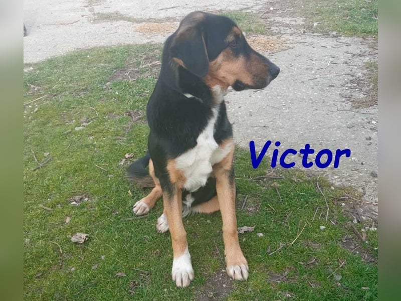 Victor 07/2023 (GRC Pflegestelle) - wunderschöner und menschenbezogener Junghund!