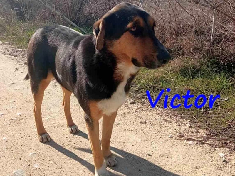 Victor 07/2023 (GRC Pflegestelle) - wunderschöner und menschenbezogener Junghund!
