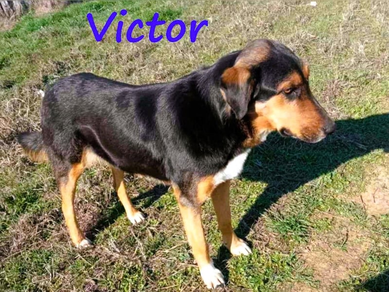 Victor 07/2023 (GRC Pflegestelle) - wunderschöner und menschenbezogener Junghund!