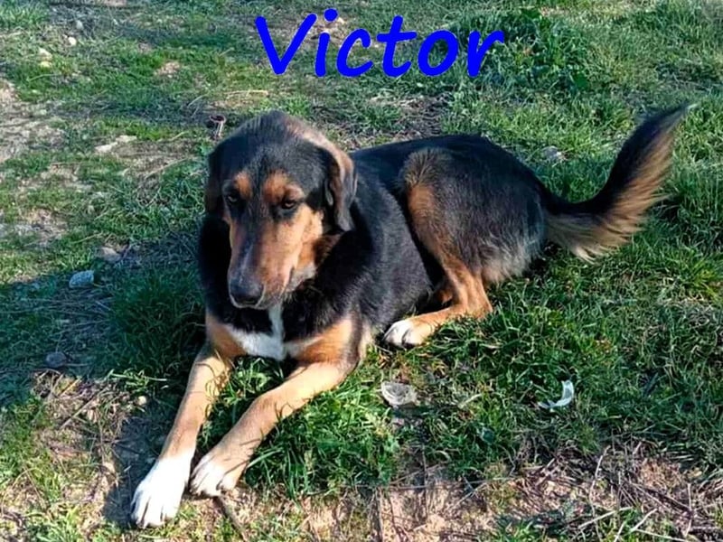 Victor 07/2023 (GRC Pflegestelle) - wunderschöner und menschenbezogener Junghund!