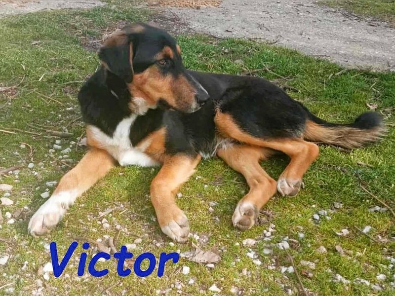 Victor 07/2023 (GRC Pflegestelle) - wunderschöner und menschenbezogener Junghund!