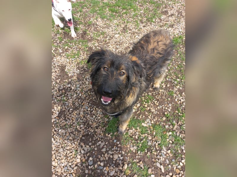 Wuscheliger Grey sucht seine Familie