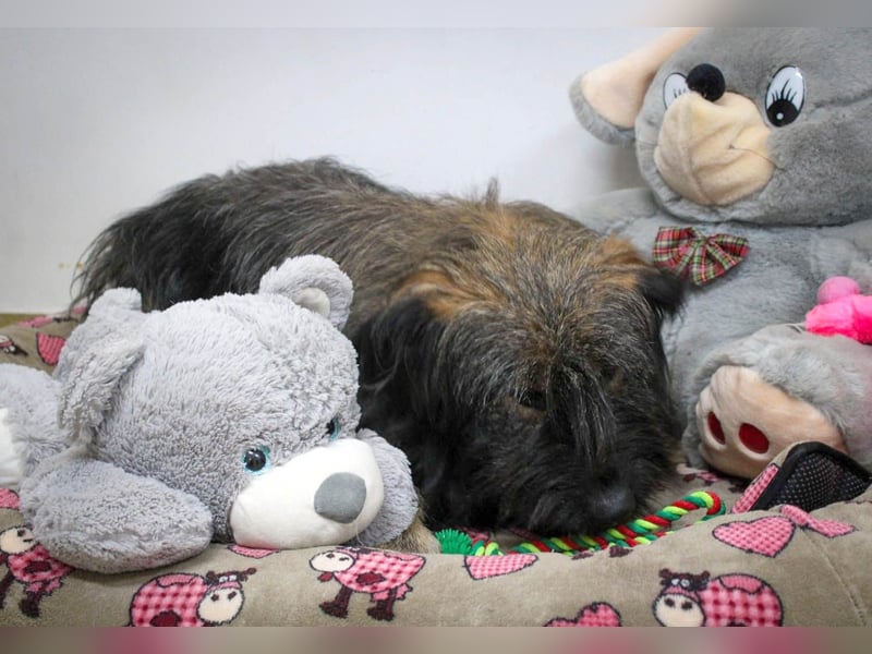 Wuscheliger Grey sucht seine Familie