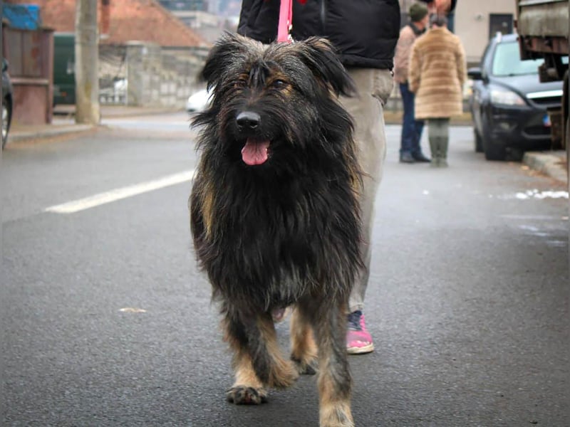Wuscheliger Grey sucht seine Familie