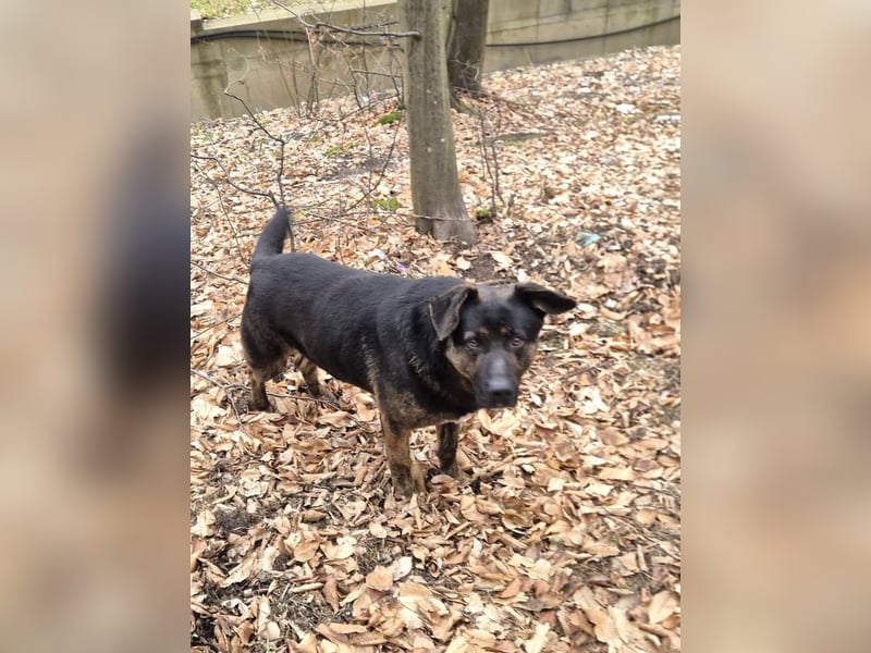Woody - freundlicher, sozialer, verschmuster Rüde / Dringend Pflegestelle oder Zuhause gesucht