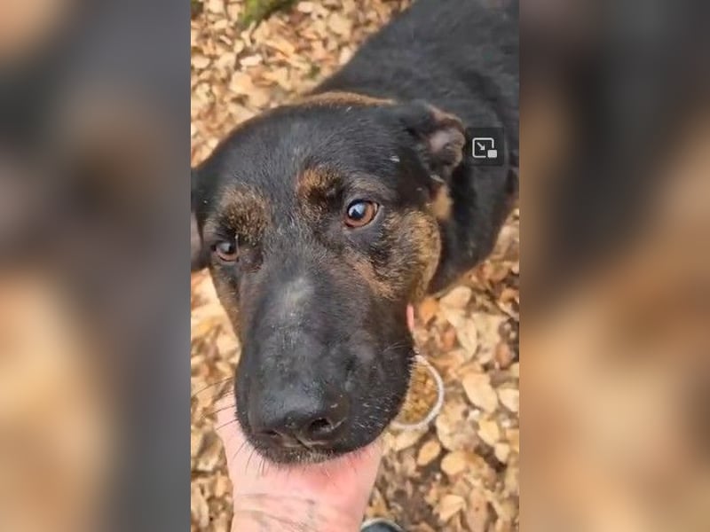 Woody - freundlicher, sozialer, verschmuster Rüde / Dringend Pflegestelle oder Zuhause gesucht