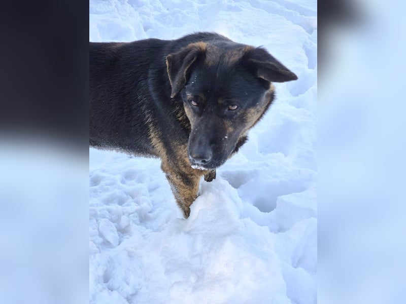Woody - freundlicher, sozialer, verschmuster Rüde / Dringend Pflegestelle oder Zuhause gesucht
