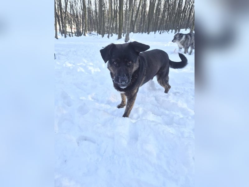 Woody - freundlicher, sozialer, verschmuster Rüde / Dringend Pflegestelle oder Zuhause gesucht