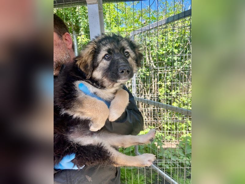 Tobi - neugieriger, aktiver, verspielter Rüde / z.Zt. noch in Rumänien