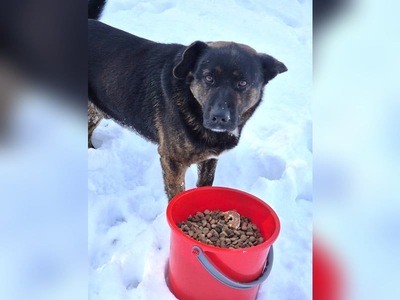 Woody - freundlicher, sozialer, verschmuster Rüde / Dringend Pflegestelle oder Zuhause gesucht