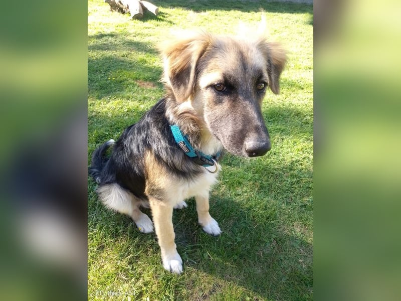 Tobi - aktiver, lebhafter und verspielter Schäferhund-Mix Rüde / Pflegestelle in 33...Paderborn