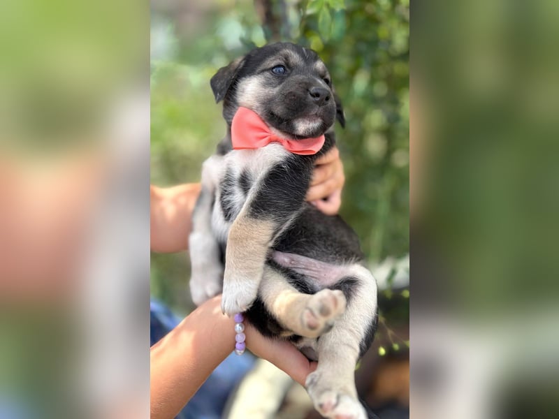 Mats - welpentypisch aktiver, verspielter Siberian Husky-Mix Rüde / z.Zt. noch in Rumänien