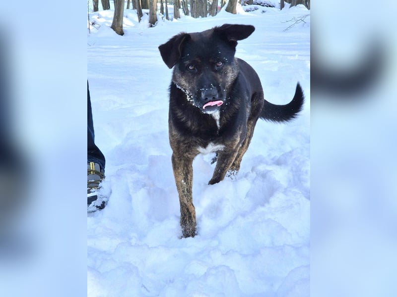 Woody - freundlicher, sozialer, verschmuster Rüde / Dringend Pflegestelle oder Zuhause gesucht