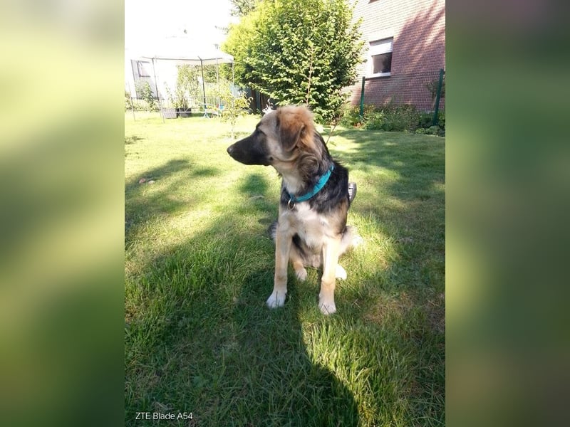 Tobi - aktiver, lebhafter und verspielter Schäferhund-Mix Rüde / Pflegestelle in 33...Paderborn
