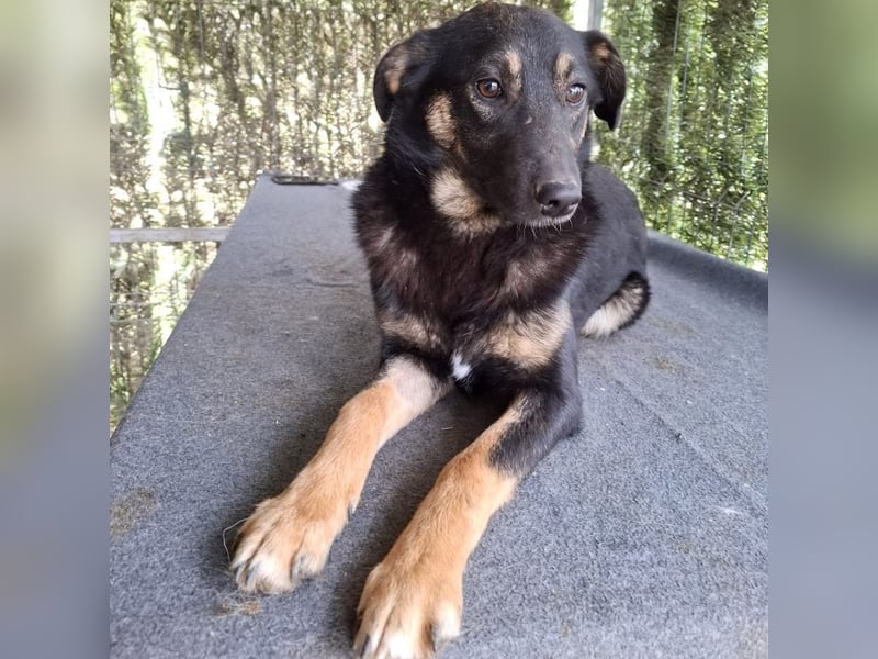 Bobbi - lebhafter, freundlicher, aktiver, verspielter junger Rüde / z.Zt. noch in Rumänien