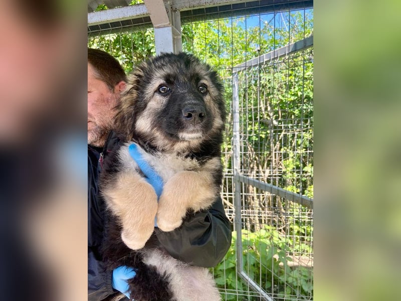 Tobi - neugieriger, aktiver, verspielter Rüde / z.Zt. noch in Rumänien