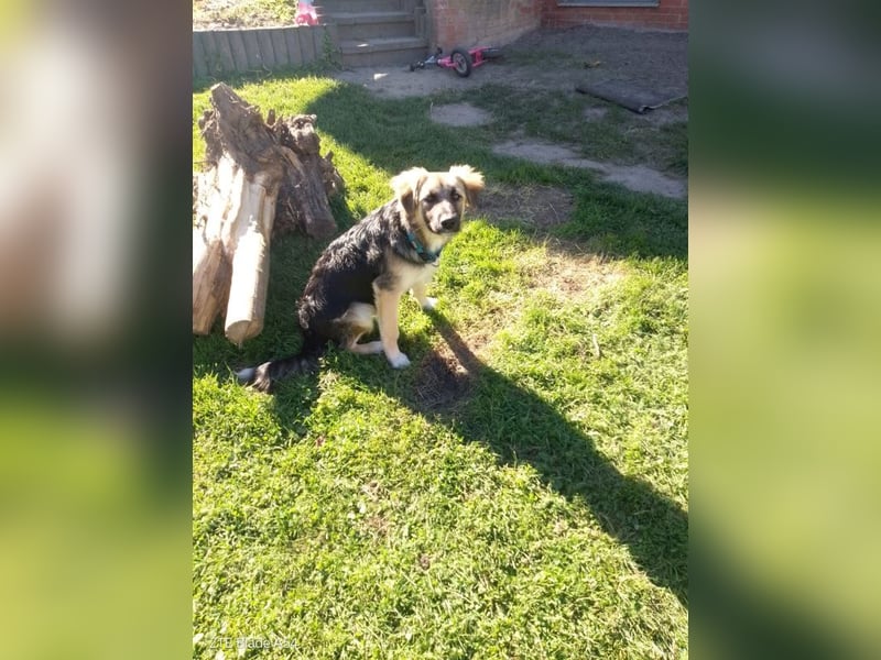Tobi - aktiver, lebhafter und verspielter Schäferhund-Mix Rüde / Pflegestelle in 33...Paderborn