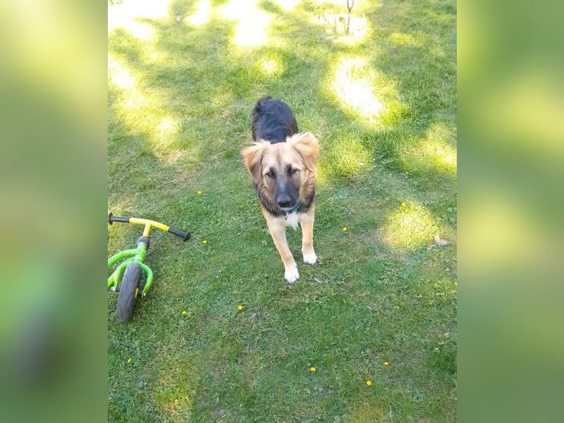 Tobi - aktiver, lebhafter und verspielter Schäferhund-Mix Rüde / Pflegestelle in 33...Paderborn