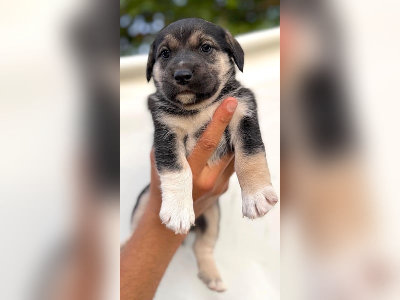 Mats - welpentypisch aktiver, verspielter Siberian Husky-Mix Rüde / z.Zt. noch in Rumänien