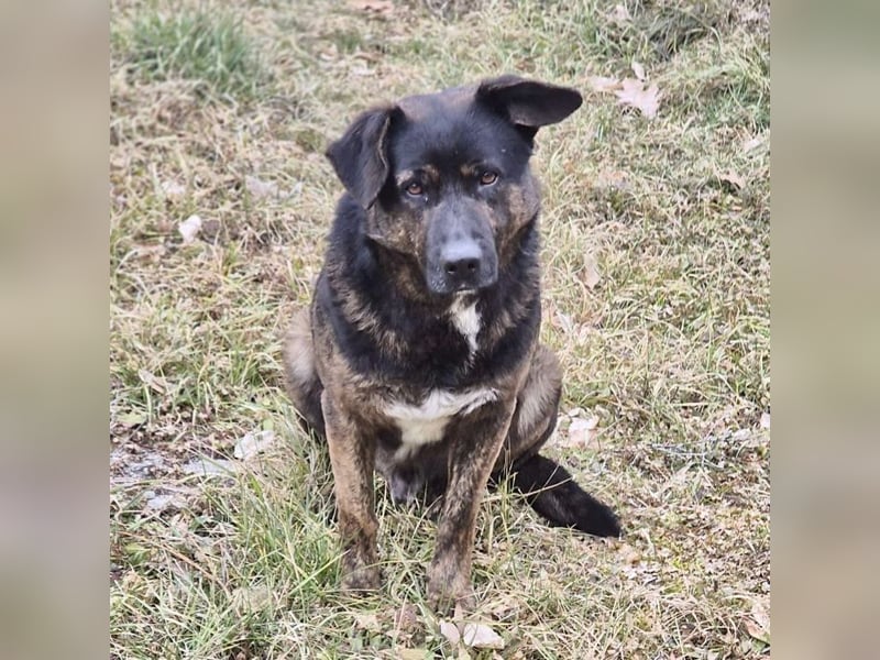 Woody - freundlicher, sozialer, verschmuster Rüde / Dringend Pflegestelle oder Zuhause gesucht