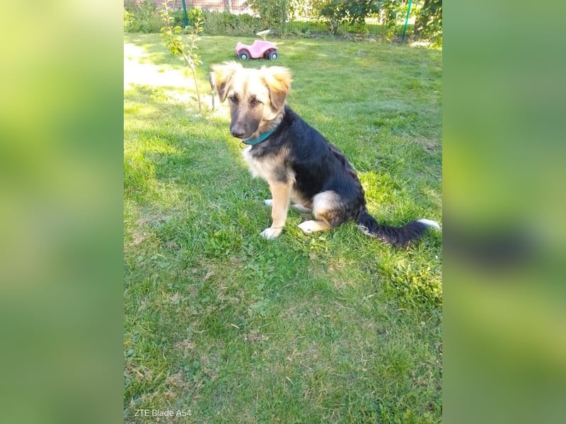 Tobi - aktiver, lebhafter und verspielter Schäferhund-Mix Rüde / Pflegestelle in 33...Paderborn