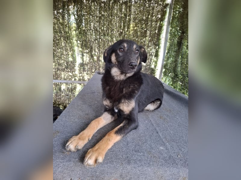 Bobbi - lebhafter, freundlicher, aktiver, verspielter junger Rüde / z.Zt. noch in Rumänien