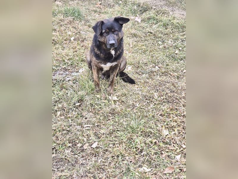 Woody - freundlicher, sozialer, verschmuster Rüde / Dringend Pflegestelle oder Zuhause gesucht