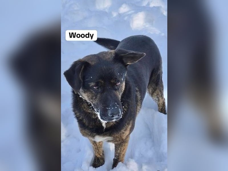 Woody - freundlicher, sozialer, verschmuster Rüde / Dringend Pflegestelle oder Zuhause gesucht