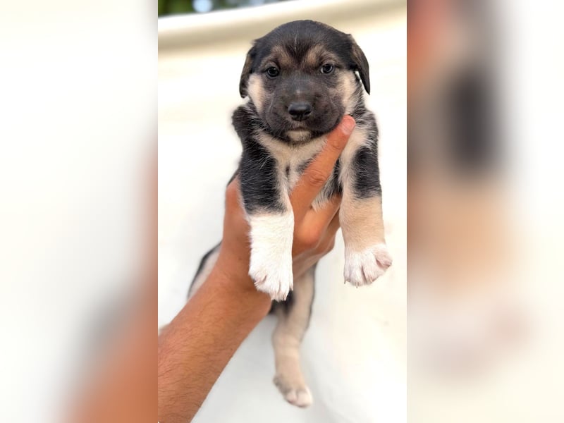 Mats - welpentypisch aktiver, verspielter Siberian Husky-Mix Rüde / z.Zt. noch in Rumänien