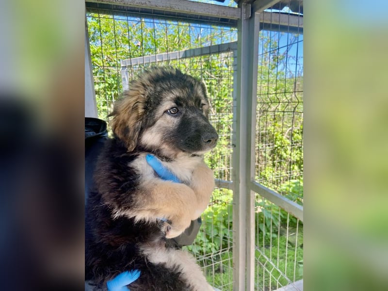 Tobi - neugieriger, aktiver, verspielter Rüde / z.Zt. noch in Rumänien