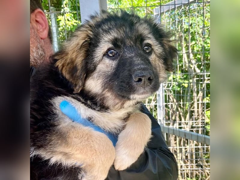Tobi - neugieriger, aktiver, verspielter Rüde / z.Zt. noch in Rumänien
